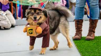 AMNWDOGPARADE181015