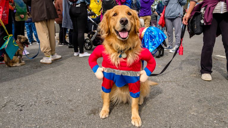 Coney Island's Luna Park hosts annual dog parade, costume contest 3 The weather was bleak, but this golden retriever saved the day.