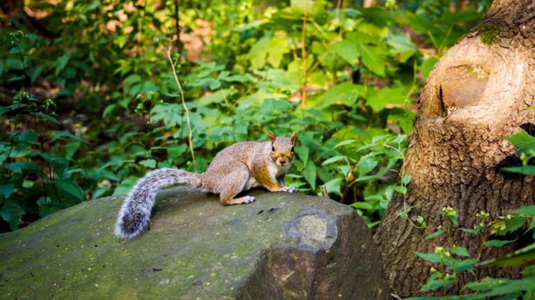 Central Park Squirrel Census is happening and needs volunteers 2 The Central Park Squirrel Census will take place between Oct. 6 and Oct. 20.