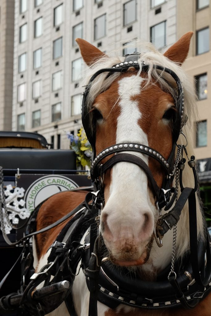 Neigh or yea? Should carriage horses queue in park? 2