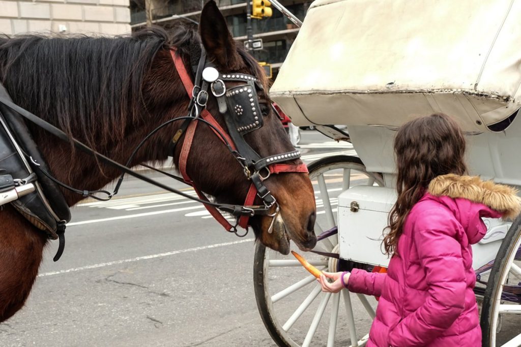 Neigh or yea? Should carriage horses queue in park? 4