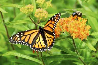 eliz-garden-pix-2018-08-30-v02,VIL,PRINT_WEB,WEB