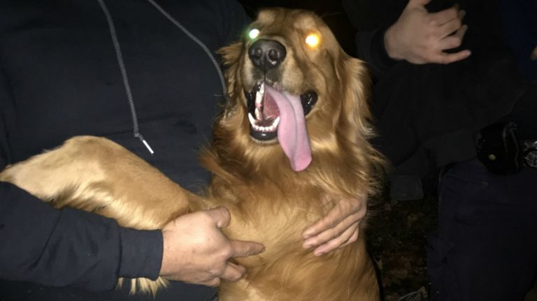 A dog named Scooby, who was stolen during a burglary in Brooklyn, was reunited with his owner on Thursday, police said.&nbsp;