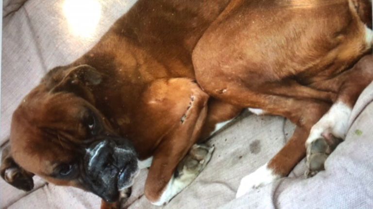 A boxer was found malnourished and with open cuts in Queens on Dec. 13, police said.