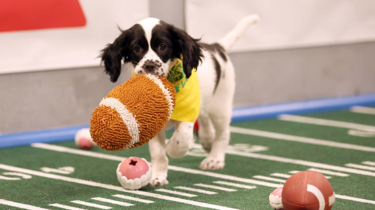 "Puppy Bowl XII" airs Sunday on Animal Planet.&nbsp;