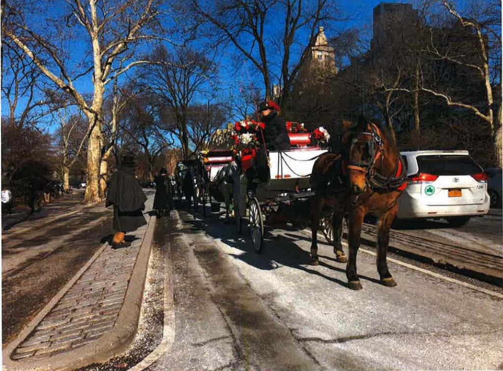 Hoof Finally Comes To Shove Carriage Horse Lines Moving To Park Amnewyork
