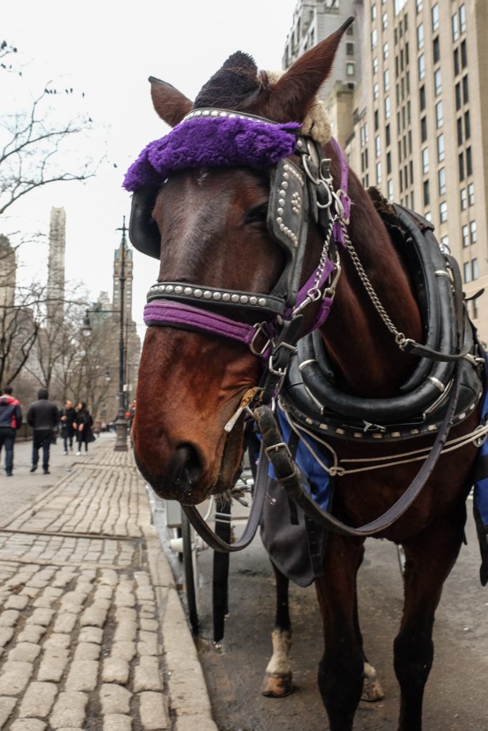 Hoof finally comes to shove: Carriage-horse lines moving to park 2