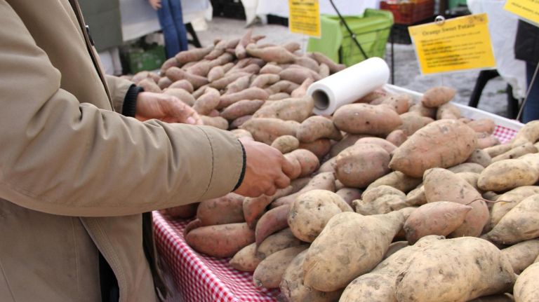How NYC's greenmarkets, restaurants keep veggies fresh in the cold winter months 3 Wilmier Tavarez picks out sweet potatoes for Gramercy Tavern.