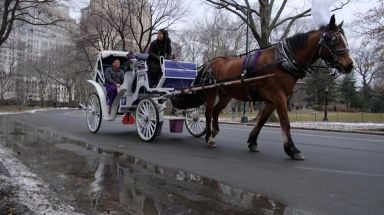 Horse-drawn carriage rule praised by advocates, denounced by drivers