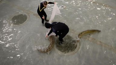 Five endangered Atlantic sturgeon now on exhibit at NY Aquarium