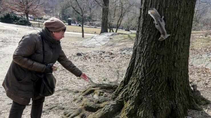 Feeding Squirrels Birds In Nyc Parks Could Soon Be Banned Amnewyork
