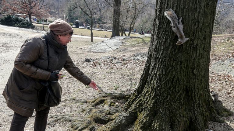 Feeding squirrels, birds in NYC parks could soon be banned 2 A proposed park rule would ban New Yorkers from feeding birds and squirrels in city parks. Parks officials say the practice is unhealthy for the animals, and ends up feeding rats, raccoons, and other pesky critters.
