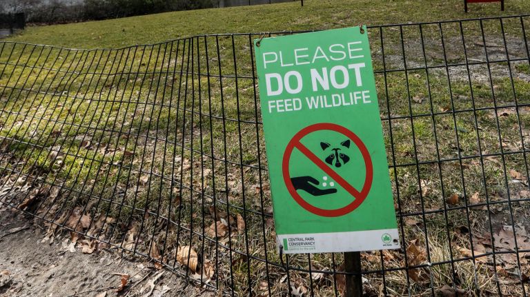 Feeding squirrels, birds in NYC parks could soon be banned 3 The Parks Department is looking to tighten up current regulations which prohibit feeding of wildlife in city parks but makes exceptions for squirrels and unconfined birds.