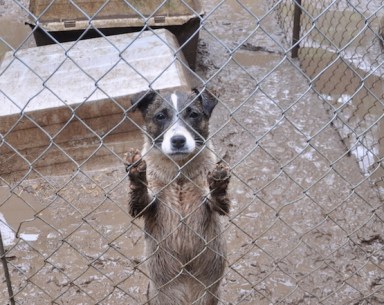 Puppy Mill_Missaukee County MI_May2013_0405 copy