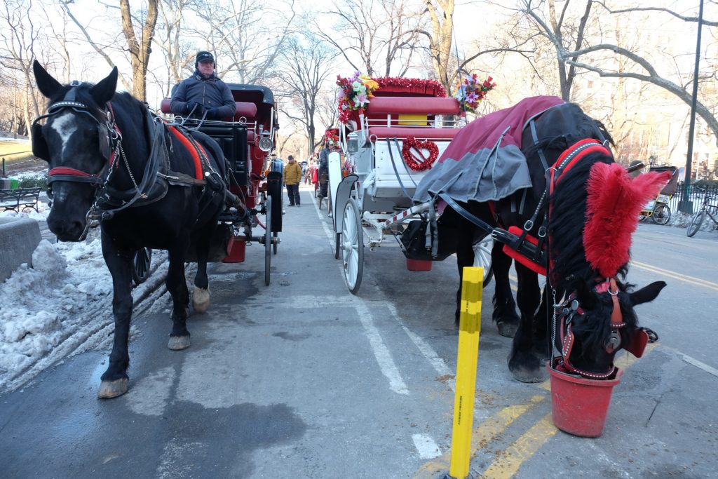 Activists hail horses’ move to park; Hacks unhappy 2
