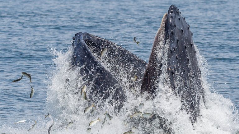 New York Harbor pipeline fight escalates as feds near approval deadline 2 Whales, once native to New York City waters, were a rare sight 10 years ago. Environmental advocates worry the construction of a proposed gas pipeline will make it difficult for the whales to feed.