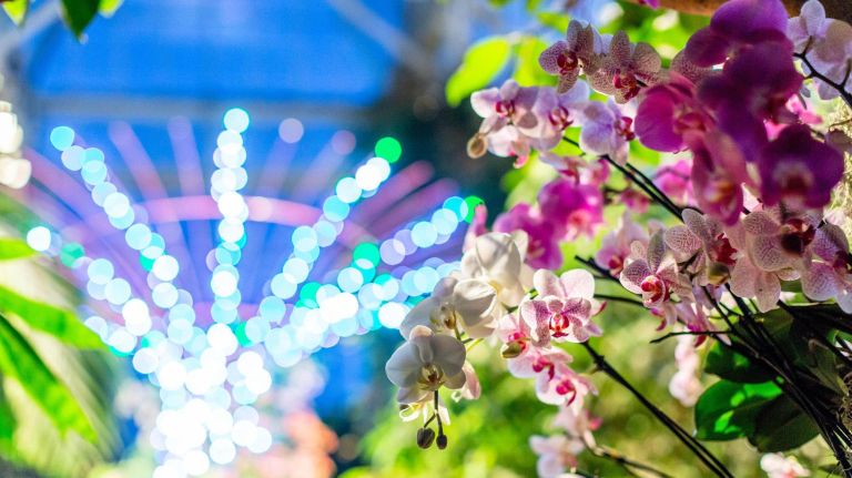 Orchid Evenings each Saturday will get you access to the Orchid Show and to live DJ sets, food and dancing.