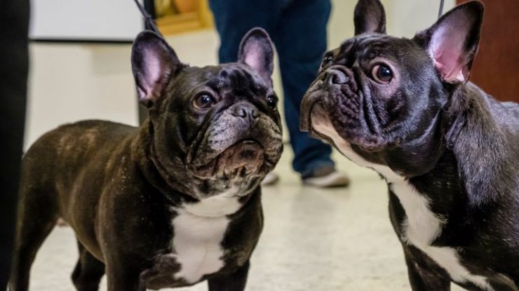 French Bulldog Is New York City S Most Popular Breed Again Says