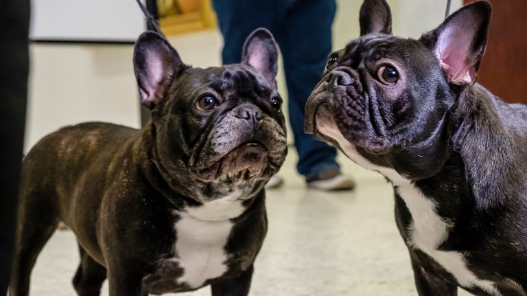 over the top french bulldogs