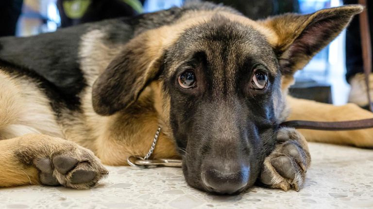 French bulldog is New York City's most popular breed again, says AKC 3 Ambassadors for the most popular breeds included adults and puppies - like German shepherd Frankie Lynn, who may or may not be over it.