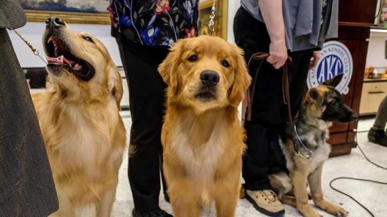 French bulldog is New York City's most popular breed again, says AKC 4 Alistair (left) and Chucker are used to golden retrievers crushing the top breed ranking.