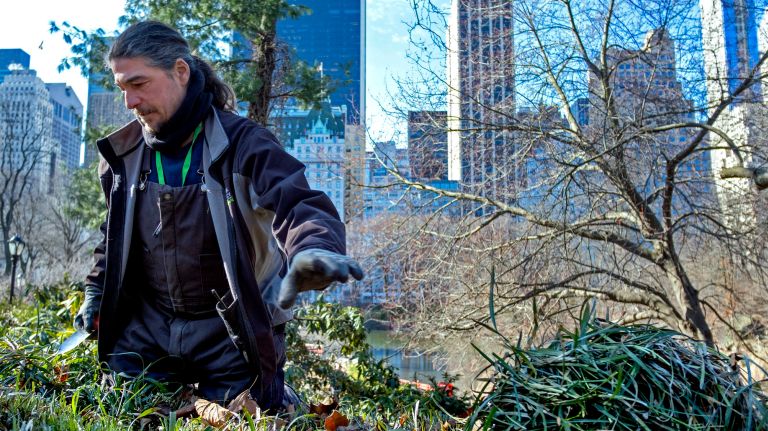 Central Park preps for spring on a 'grand scale' 2 Mario Zafarana, with the Central Park Conservancy, trims plants in Central Park on Monday.