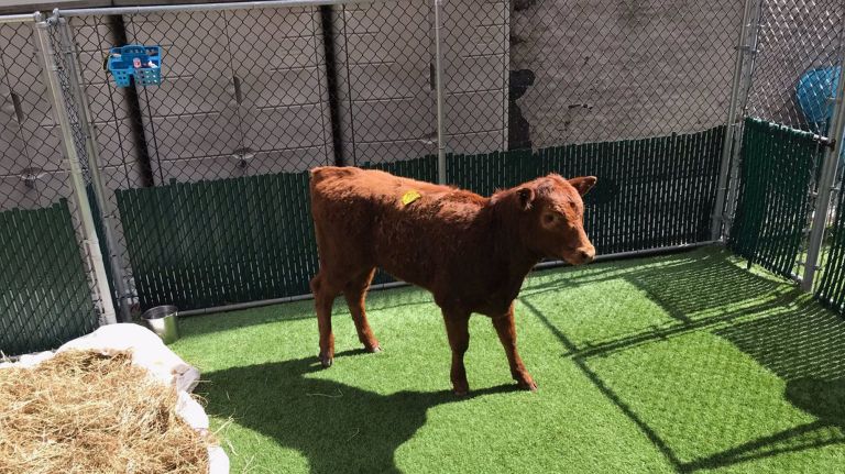 Cow captured on Major Deegan Expressway in the Bronx 2 The calf was named "Major Deegan" after the expressway she was caught on, Animal Care Centers of NYC said.