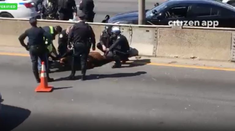 Cow captured on Major Deegan Expressway in the Bronx 3 A cow was loose on the Major Deegan Expressway in the Bronx on Tuesday.