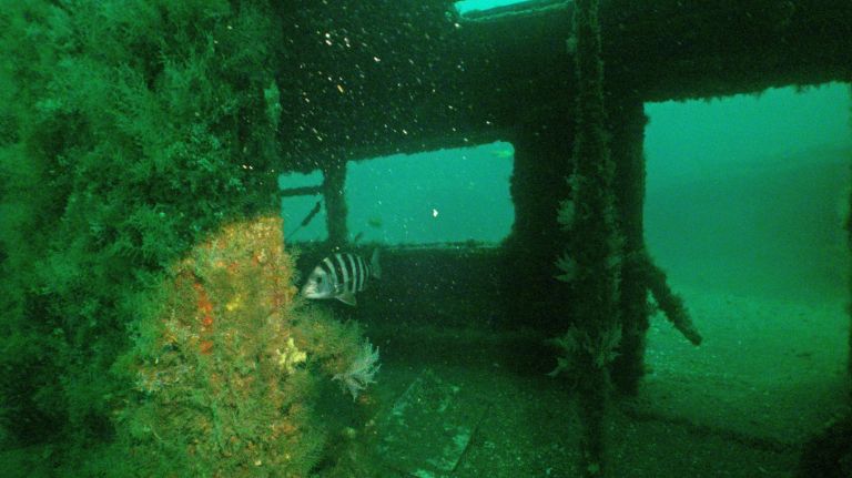 &nbsp;In "Redbird Reef," a&nbsp;fish swims through a subway car reef&nbsp;in the Atlantic Ocean.