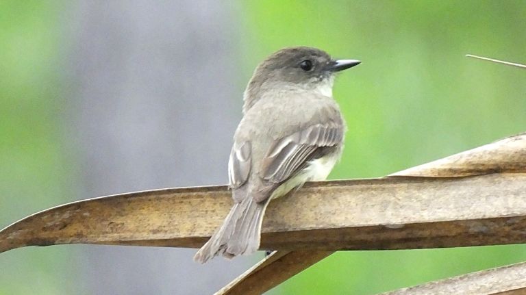 Eastern Phoebes are among the more than 100 species of birds expected to pass through New York City during spring migration, which is already underway.