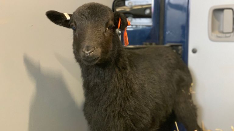 Lamb rescued from Gowanus Expressway 2 Petunia was rescued after she was spotted running on the Gowanus Expressway Wednesday morning.