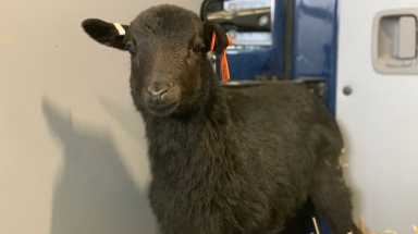 amnwgoat190314_photos