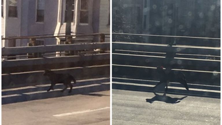 Lamb rescued from Gowanus Expressway 3 A lamb was spotted running on the Gowanus Expressway Wednesday morning.