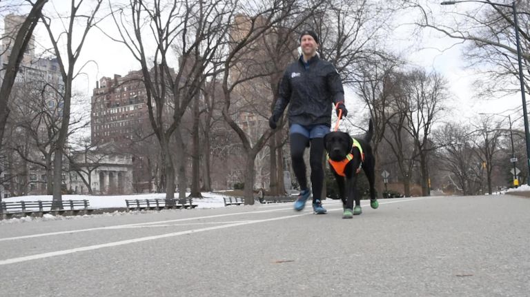 Guide dogs practice for half-marathon