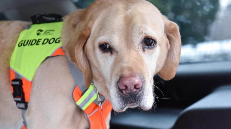 Gus, Panek's guide dog, will retire after Sunday's race.
