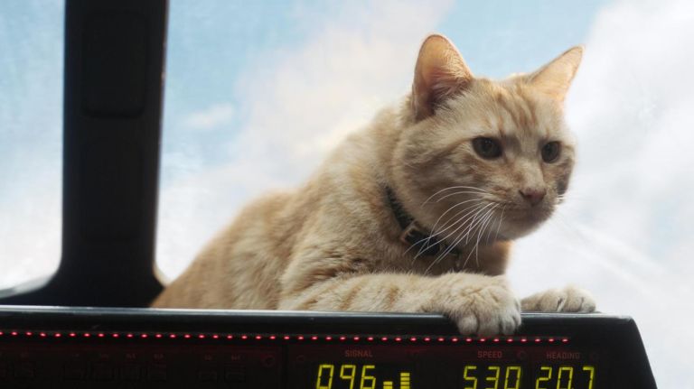 'Captain Marvel' review: Brie Larson a bright spot in lackluster Marvel movie 4 You will fall in love with the cuddly kitty Goose in "Captain Marvel."