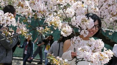 Cherry blossoms 2019 – Brooklyn Botanic edf