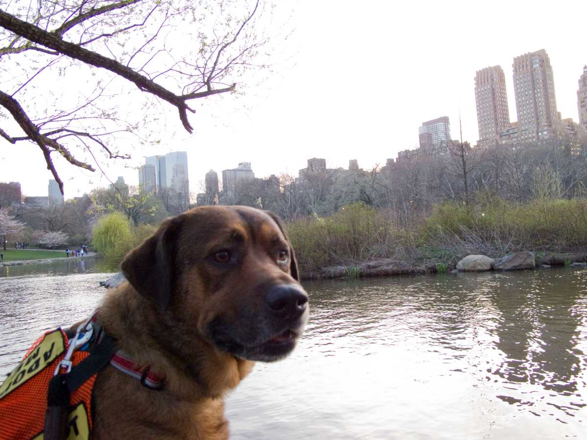 Dog-Central-Park-via-Flickr-credit_yeahbrendan
