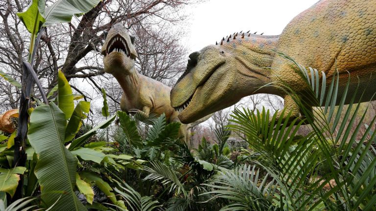 Two T. rexes battle in the Dinosaur Safari exhibit at the Bronx Zoo.