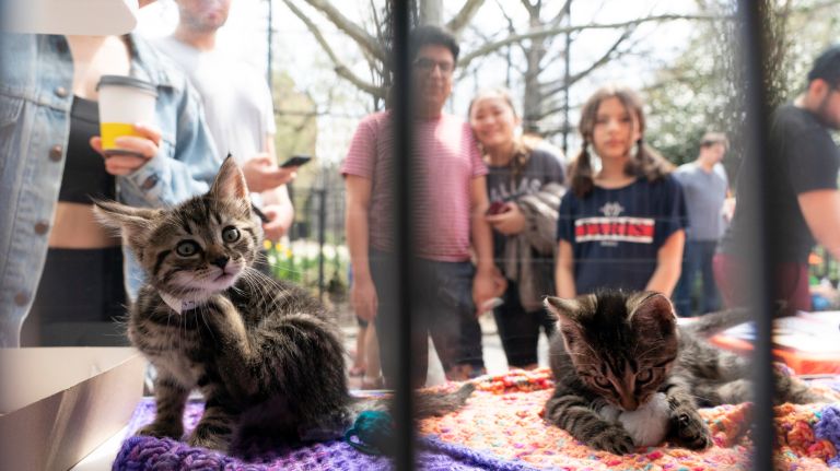 ASPCA launches mobile adoption season with high-tech van 3 Adorable kittens in the ASPCA's mobile adoptions van on Sunday.