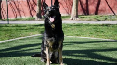 Cowboy, an NYPD K9, runs drills in the park
