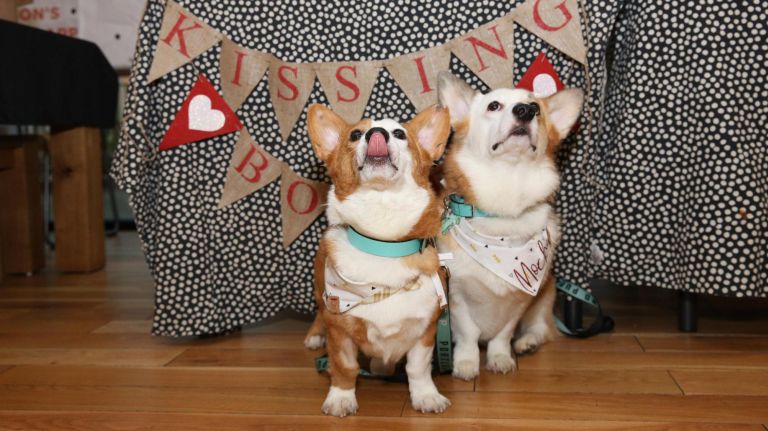 Dog lovers have a friend in Dig, a dating app for humans and their canines 3 Your dog's compatibility with a potential significant other and their pet is just as important as yours.