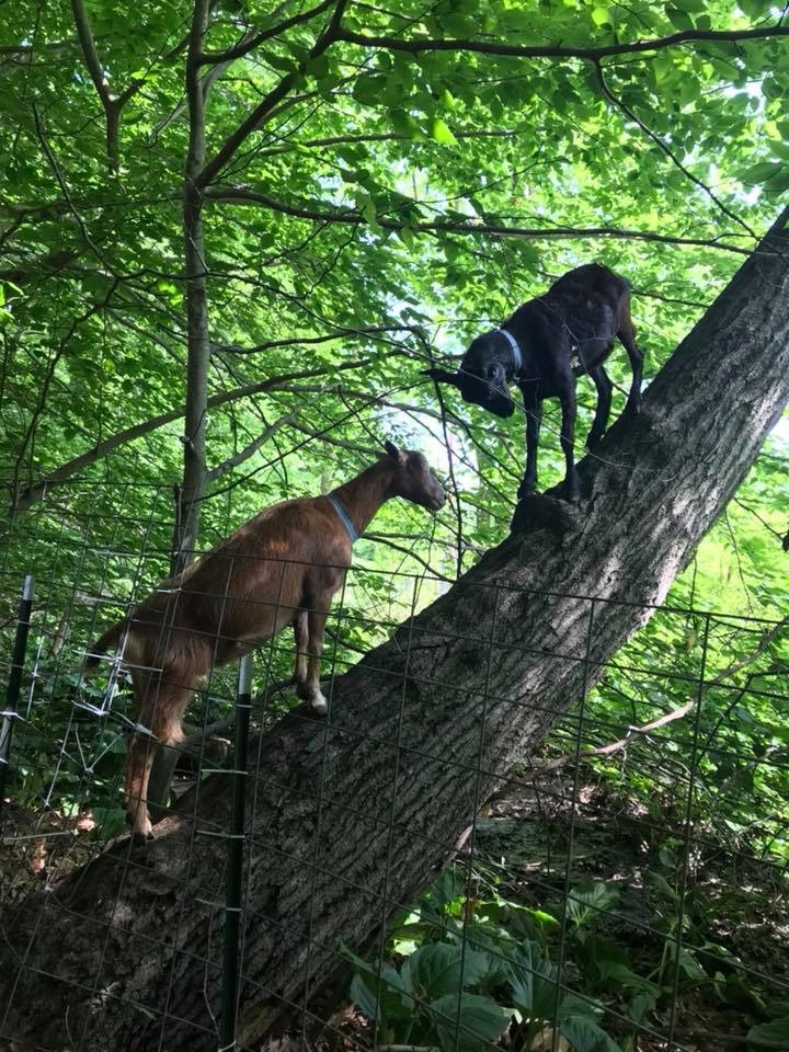 Riverside Park gets its goats: ‘Safer than RoundUp’ 2