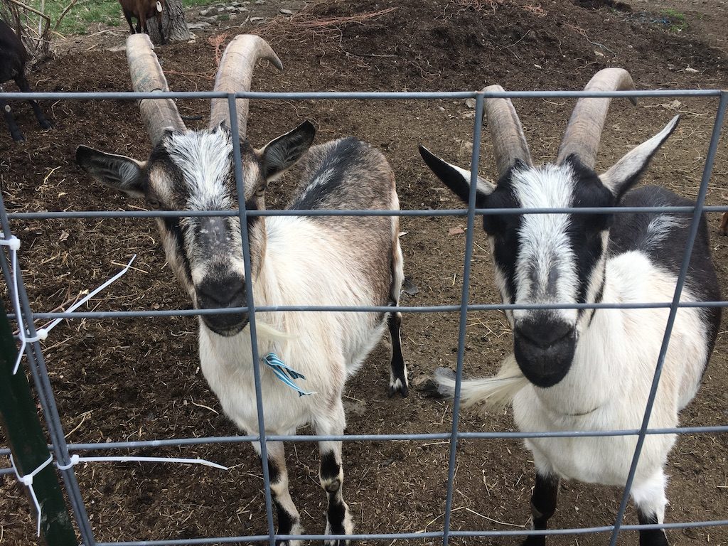 Riverside Park gets its goats: ‘Safer than RoundUp’ 3