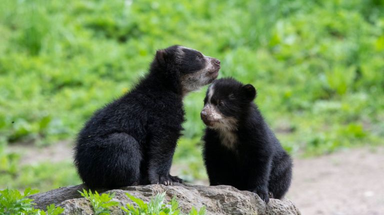 Queens Zoo welcomes Andean bear cubs Benny and Brienne 2 Andean bear cubs Benny and Brienne are ready for their spotlight at the Queens Zoo.