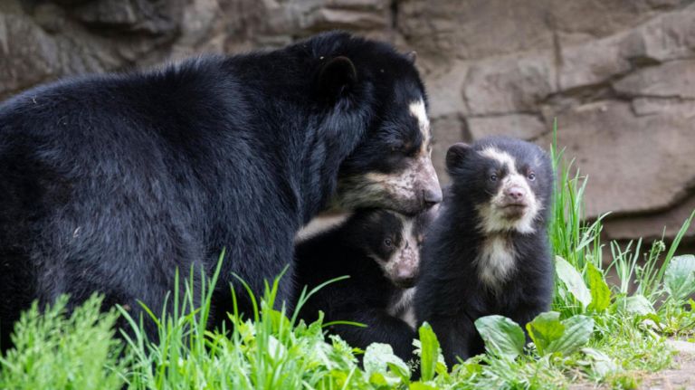 Queens Zoo welcomes Andean bear cubs Benny and Brienne 3 Andean bear Nicole and her cubs, Benny and Brienne, at the Queens Zoo.