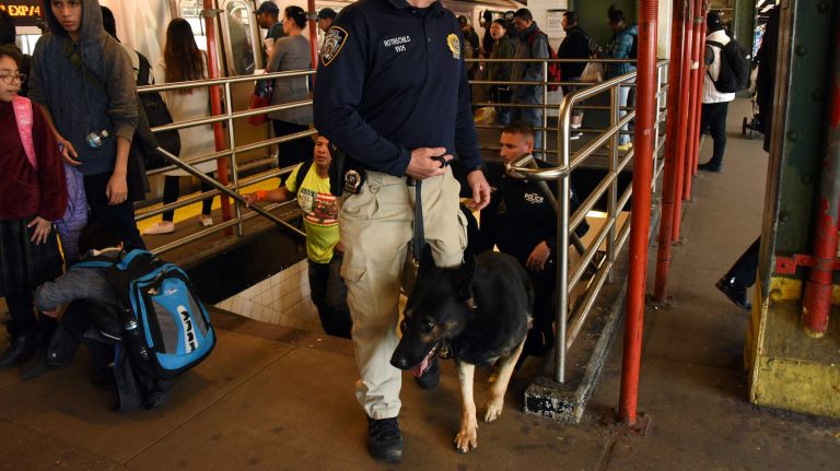 Cowboy is a 5-year-old&nbsp;German shepherd.&nbsp;