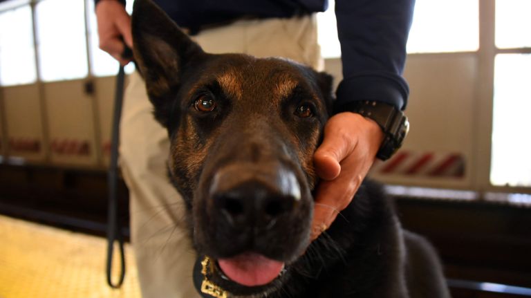 Cowboy, a very good boy, sticks close to his human partner while on patrol.&nbsp;