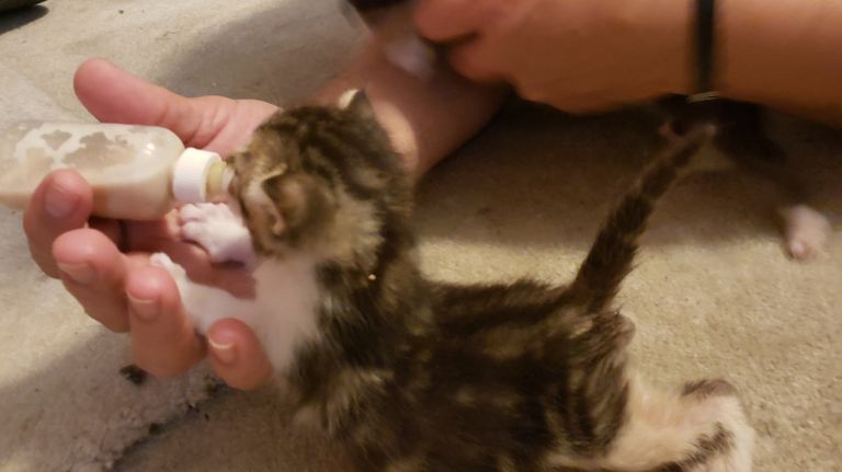 These 42 Volunteers Are Fostering 90 Young Nyc Cats For The Aspca Amnewyork