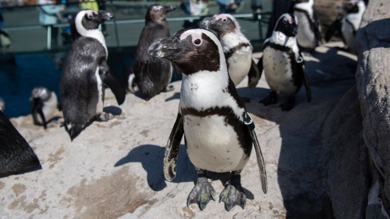 The New York Aquarium's breeding program for the African black-footed penguin has successfully added four more chicks to its colony.